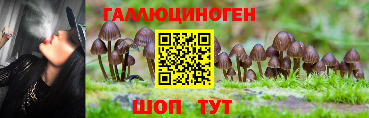 Псилоцибиновые грибы Psilocybine cubensis Белогорск